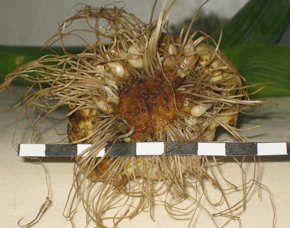 Image of Allium tulipifolium specimen.
