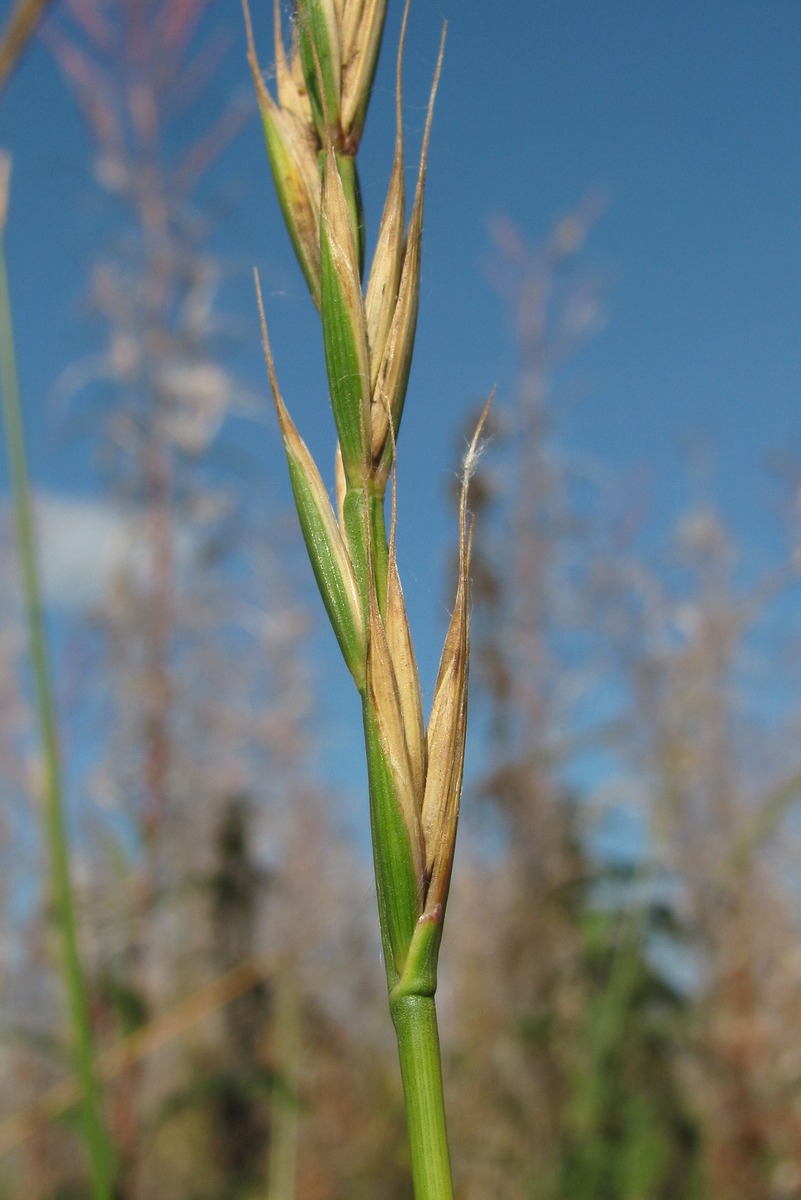 Изображение особи Elytrigia repens.