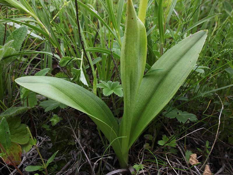 Image of Orchis militaris ssp. stevenii specimen.