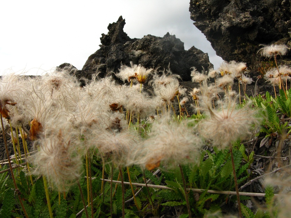 Изображение особи Dryas punctata.