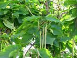 Catalpa bignonioides. Ветви с плодами. Астрахань. 25.08.2009.
