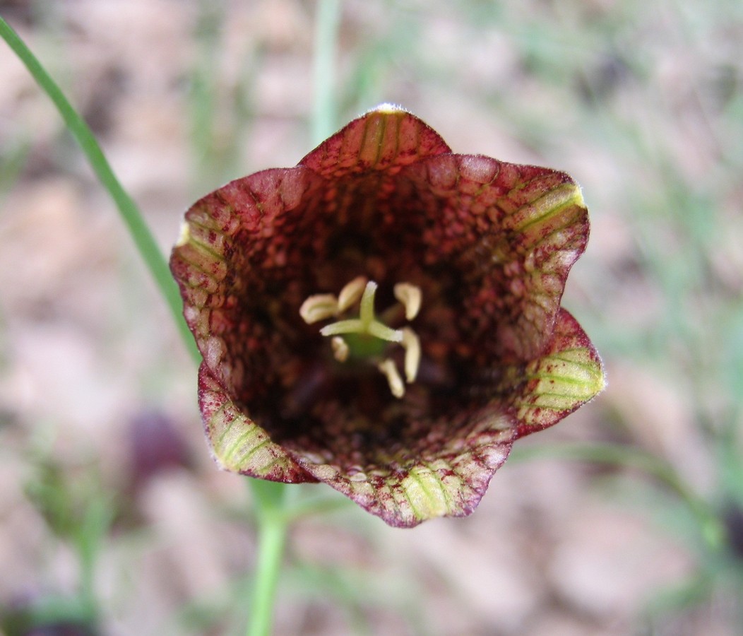 Изображение особи Fritillaria ruthenica.