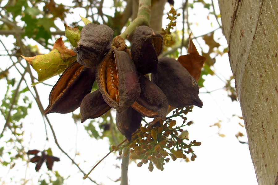 Изображение особи Brachychiton australis.