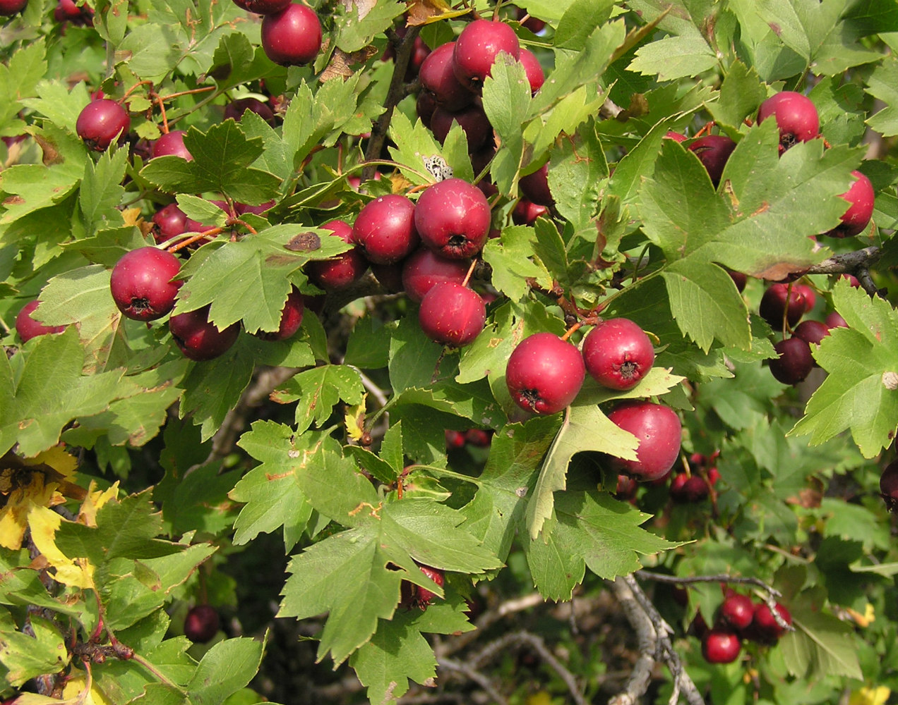 Изображение особи Crataegus volgensis.