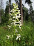 Platanthera bifolia. Соцветие. Ленинградская обл., Ломоносовский р-н, долина р. Шингарка, хвойный лес. 20.06.2009.