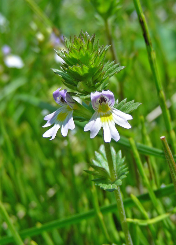 Изображение особи Euphrasia bajankolica.