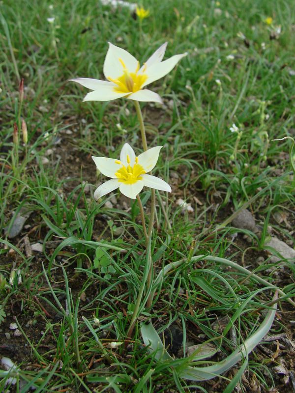 Изображение особи Tulipa buhseana.