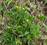 Trollius asiaticus. Зацветающее растение. Казахстан, Восточно-Казахстанская область; Западный Алтай, скл. Ульбинского хребта, окр. с. Ушановское. 02.05.2012.