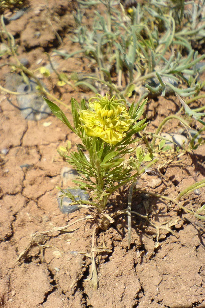 Изображение особи Nigella oxypetala.