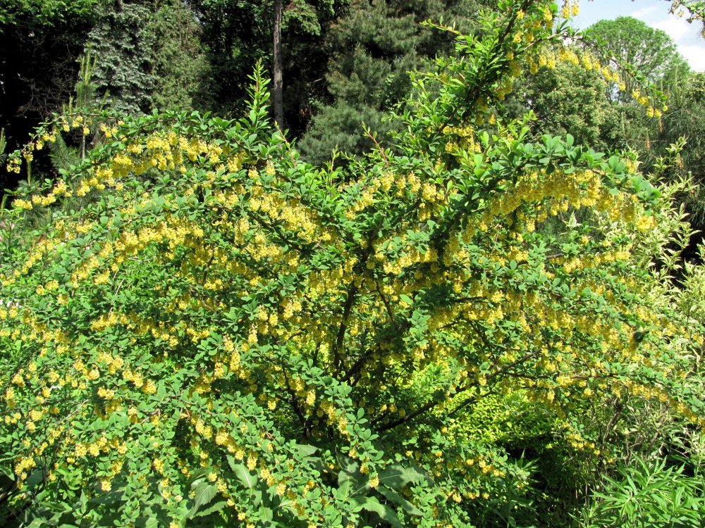Image of genus Berberis specimen.
