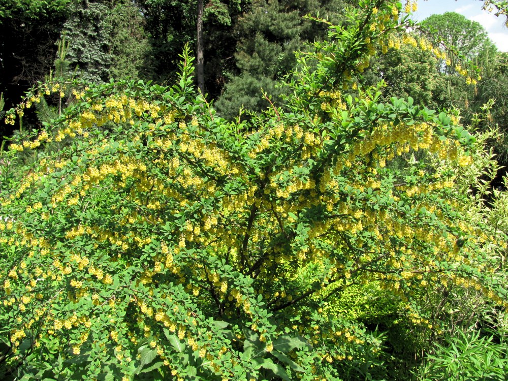 Изображение особи род Berberis.