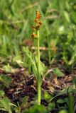 Botrychium lunaria. Спороносящее растение. Крым, Долгоруковская яйла. 3 июня 2012 г.