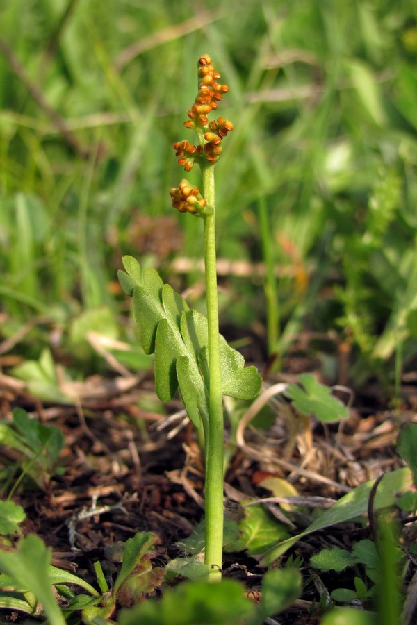 Изображение особи Botrychium lunaria.