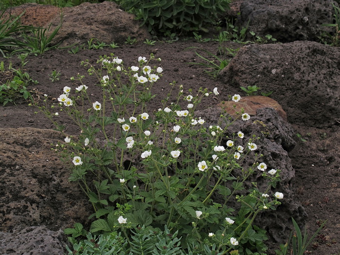 Изображение особи Potentilla inquinans.