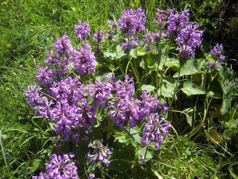 Image of Betonica macrantha specimen.