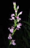 Dactylorhiza iberica. Соцветие. Крым, гора Демерджи, окр. пос. Лаванда, заболоченный луг. 15 июня 2012 г.