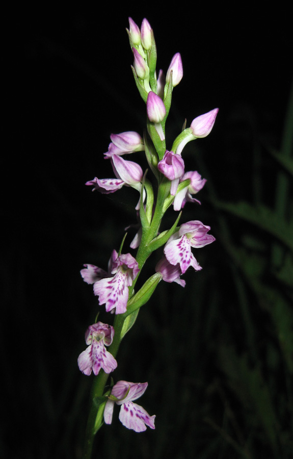 Image of Dactylorhiza iberica specimen.