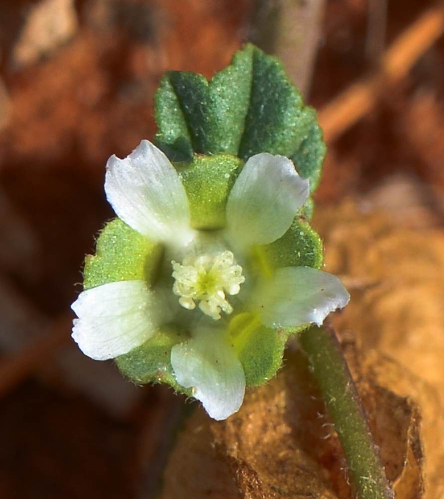 Изображение особи Malva parviflora.