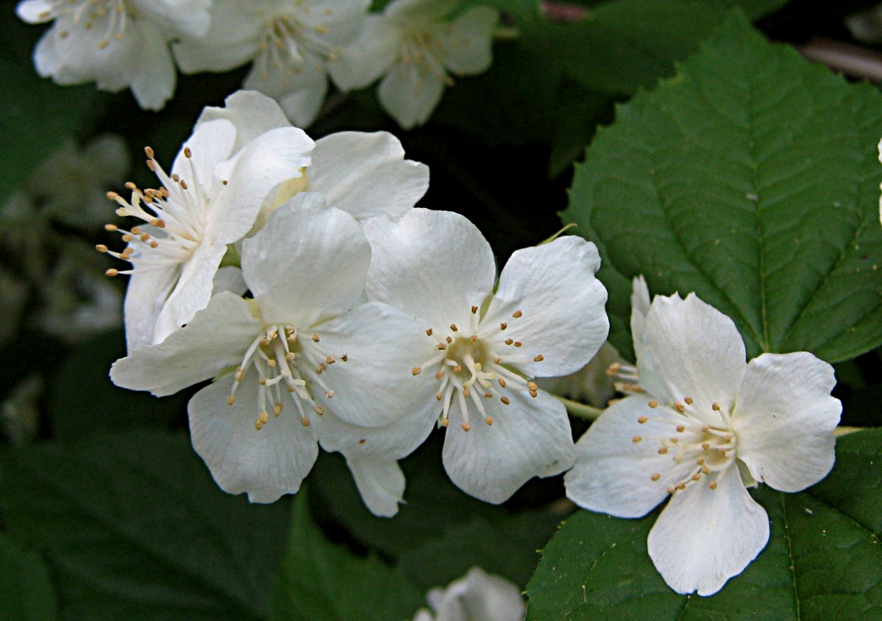 Изображение особи Philadelphus coronarius.