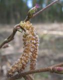 Corylus avellana