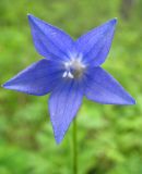 Campanula turczaninovii