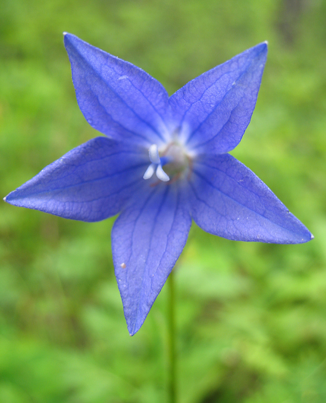 Изображение особи Campanula turczaninovii.