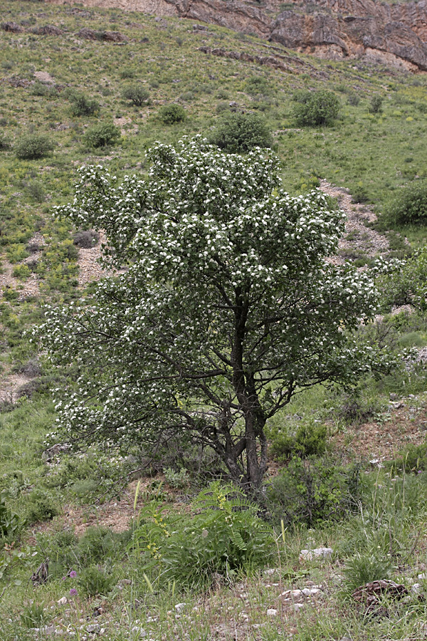 Изображение особи Crataegus pontica.