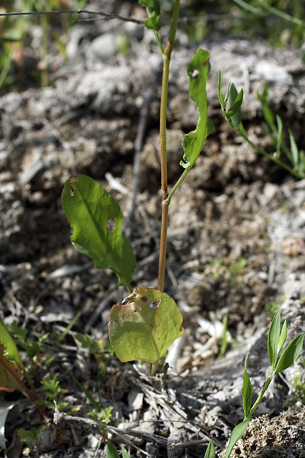 Image of Rumex halacsyi specimen.