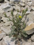 Senecio viscosus