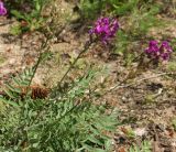 Oxytropis uralensis