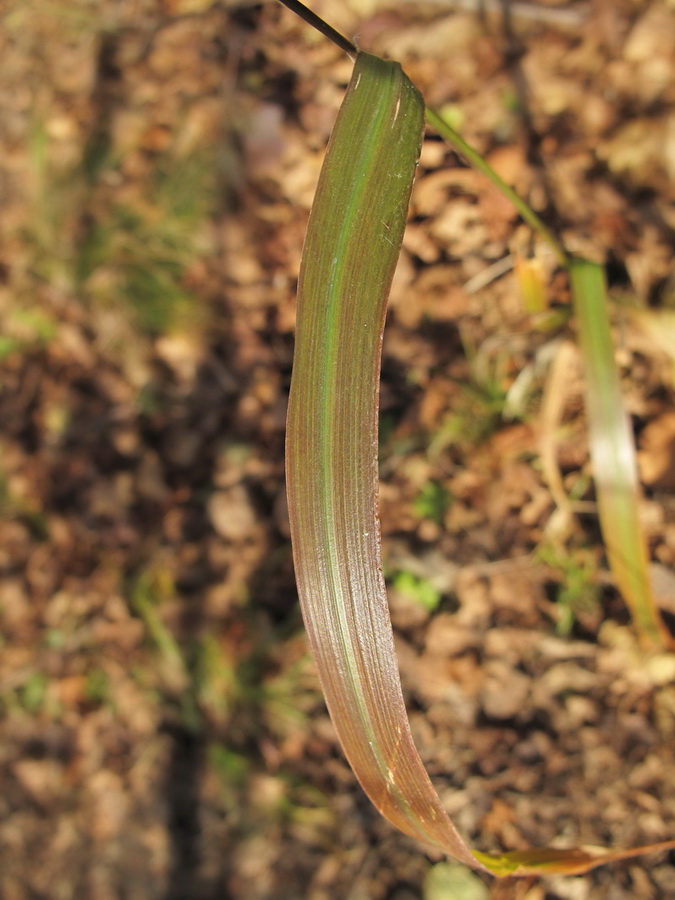 Изображение особи Achnatherum pekinense.