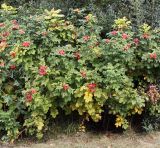 Rosa rugosa
