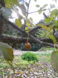 Davidia involucrata