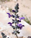 Salvia lanigera