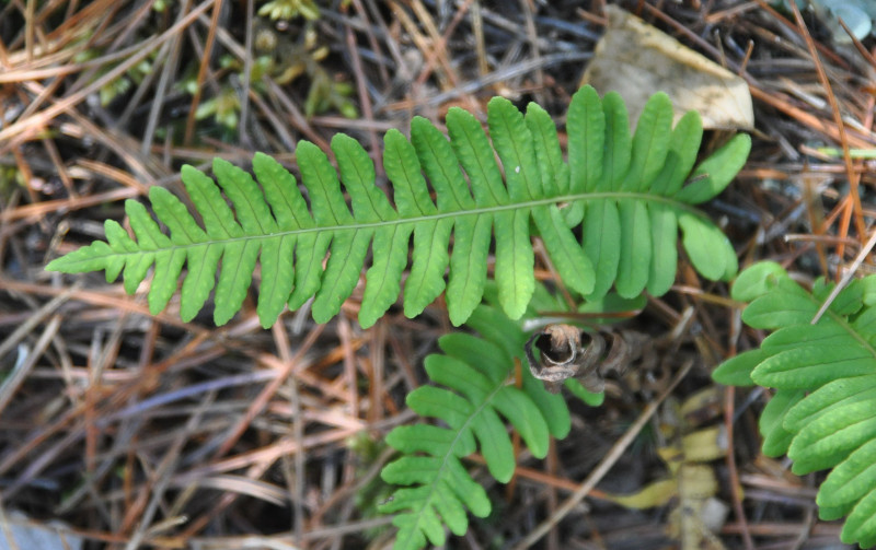 Image of Polypodium sibiricum specimen.