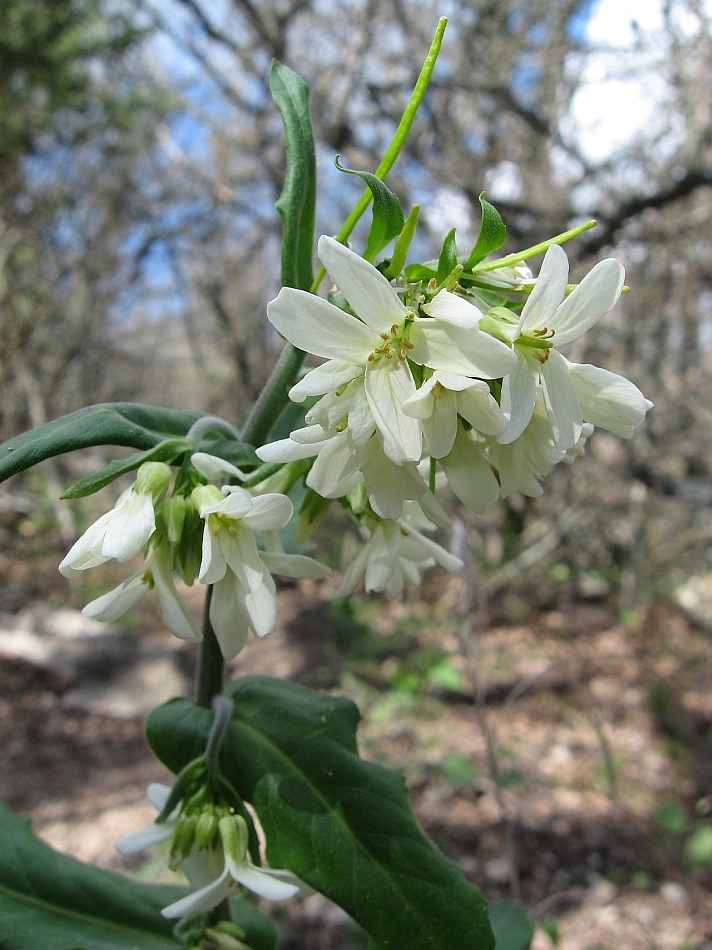 Image of Arabis turrita specimen.