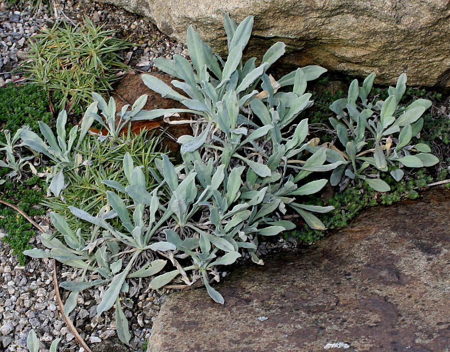 Изображение особи Aurinia saxatilis.