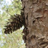 Pinus halepensis