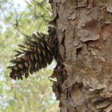 Pinus halepensis. Вскрывшаяся вызревшая шишка, выросшая на стволе. Израиль, Северный Негев, лес Лаав. 23.01.2013.