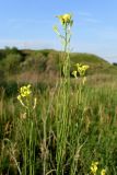 Erysimum canescens. Верхушка цветущего и плодоносящего растения. Ростовская обл., Персиановская степь, окр. станицы Красюковская, верхняя часть склона правого коренного берега р. Грушевка. 28.05.2012.