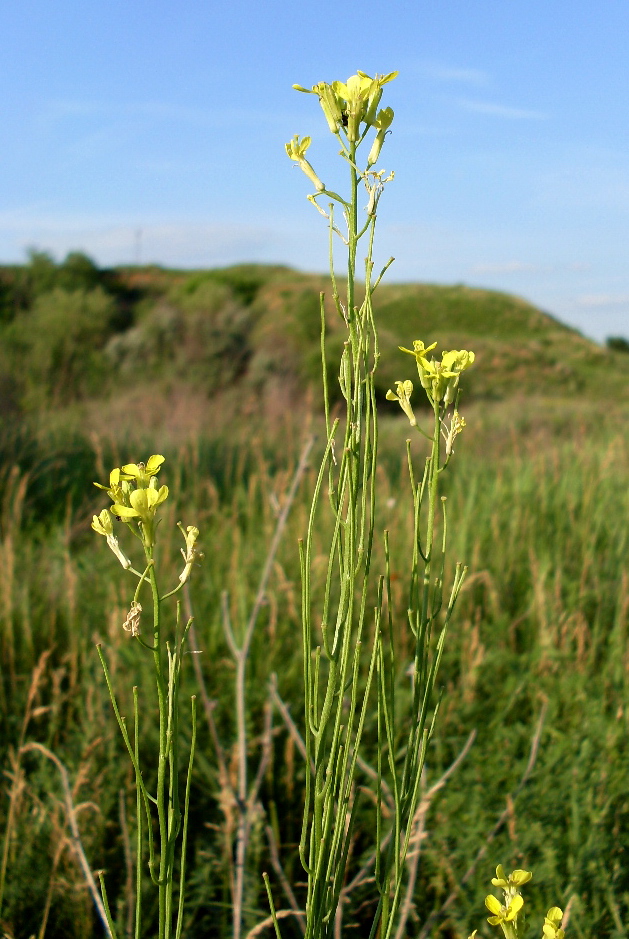 Image of Erysimum canescens specimen.