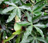 Passiflora caerulea. Листья и незрелый плод. Хорватия, Истрия, пос. Баньоле, палисадник. 03.09.2012.