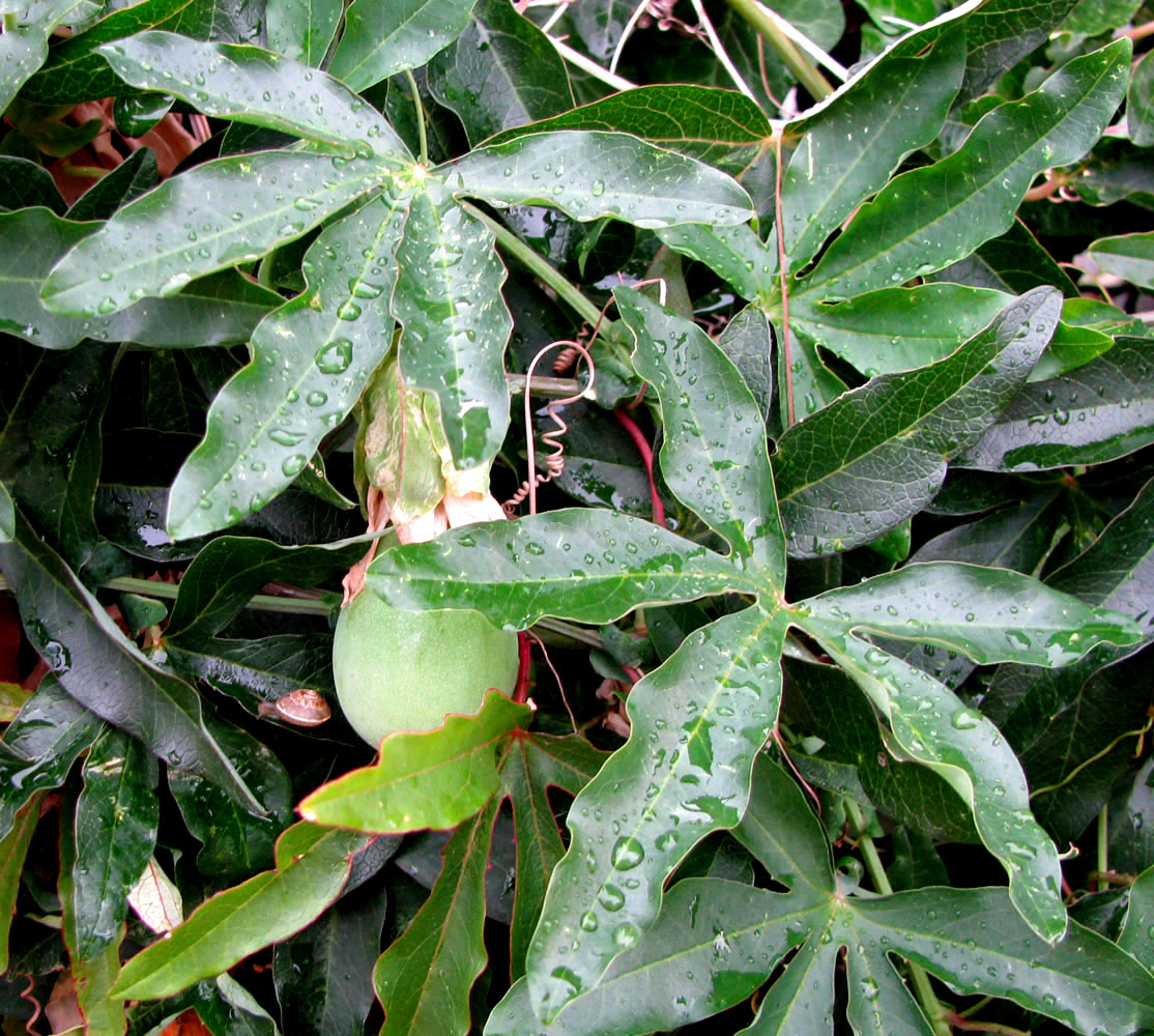 Image of Passiflora caerulea specimen.