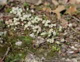 Erophila praecox