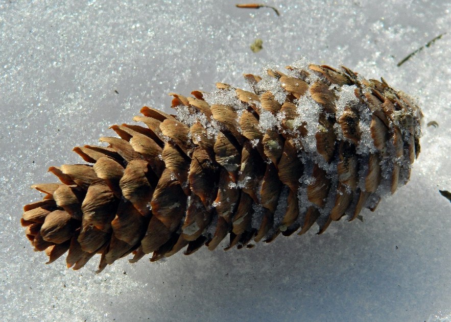 Изображение особи Picea abies.