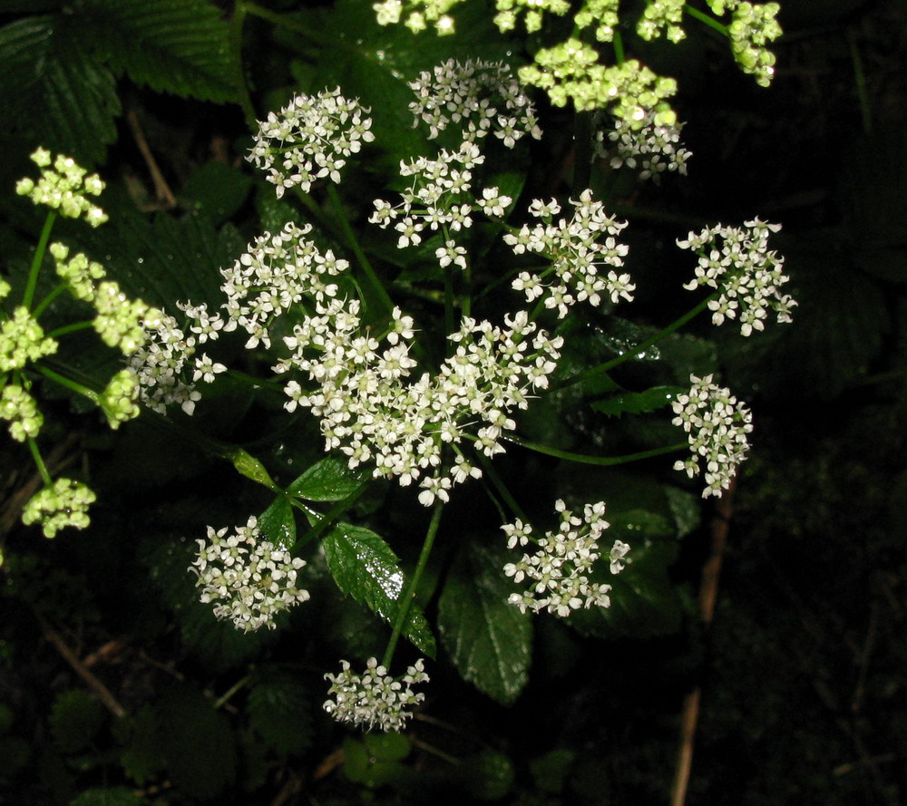 Изображение особи Aegopodium latifolium.