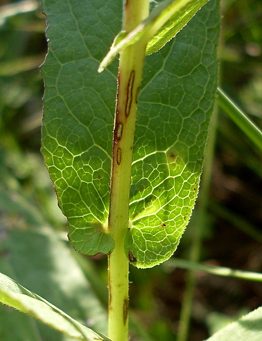 Изображение особи Inula aspera.