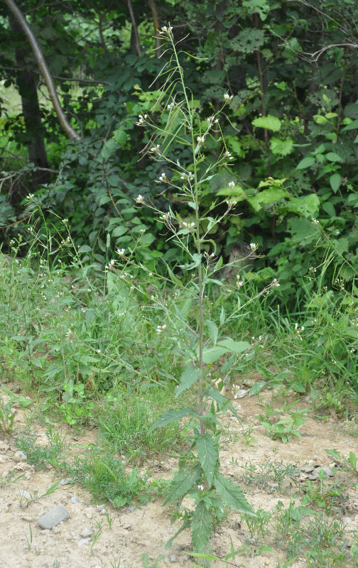 Image of Arabis pendula specimen.