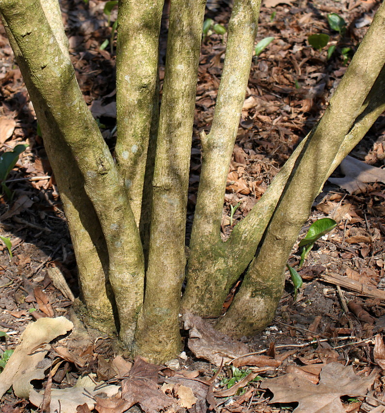 Image of Callicarpa dichotoma specimen.
