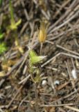 Cerastium semidecandrum